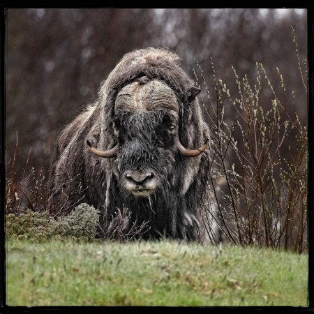 Tom Andreassen " Moskus 01 "
